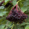Elderberry Sambucus Bare Root Plants - 2 Pack, 6-18 inches Tall, Outdoor - Image 1