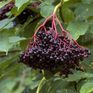 Elderberry Sambucus Bare Root Plants - 2 Pack, 6-18 inches Tall, Outdoor - Image 1