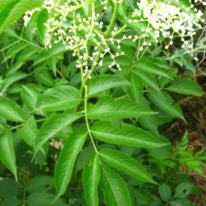 Elderberry Sambucus Live Plant – Quart Pot – Edible Berries – Outdoor Shrub - Image 2