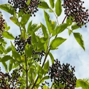 Elderberry Sambucus Live Plant – Quart Pot – Edible Berries – Outdoor Shrub - Image 3