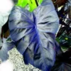 Electric Blue Gecko Colocasia Live Plant - Elephant Ear - Blue-Green Foliage - Tropical Houseplant - Image 1