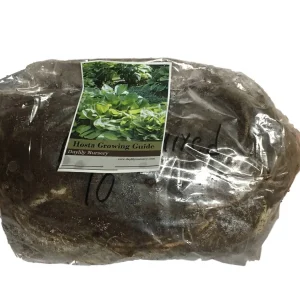 Elegans Hosta Bareroot Plant - Large Leaf Perennial for Shade, Zone 3-9 - Image 3