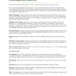 Elegans Hosta Bareroot Plant - Large Leaf Perennial for Shade, Zone 3-9 - Image 4