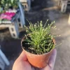 Eleocharis Radicans Live Plant – Bonsai Hairgrass – 2in Pot – Aquatic & Terrarium - Image 1