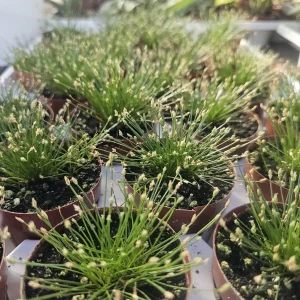 Eleocharis Radicans Live Plant – Bonsai Hairgrass – 2in Pot – Aquatic & Terrarium - Image 2