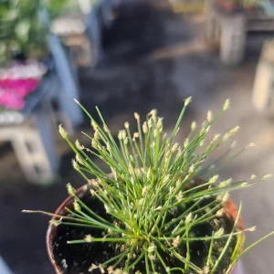 Eleocharis Radicans Live Plant – Bonsai Hairgrass – 2in Pot – Aquatic & Terrarium - Image 3