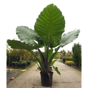 Elephant Ear Live Plant - Alocasia Dark Star - 6 inch Pot - Outdoor - Image 3