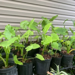 Elephant Ear Plant - Maui Gold Alocasia Live Plant - Tropical Foliage - Image 5