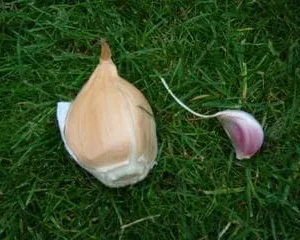 Elephant Garlic Bulbs - 2 Huge Bulbs for Spring/Fall Planting, Non-GMO, Milder Tasting - Image 2