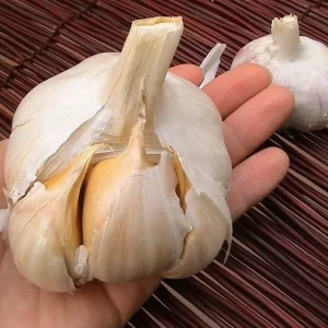 Elephant Garlic Bulbs - 2 Huge Bulbs for Spring/Fall Planting, Non-GMO, Milder Tasting - Image 1
