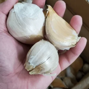 Elephant Garlic Bulbs - 3 Large Cloves for Planting - Fast Growing - Image 1