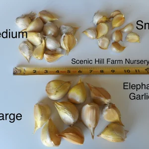 Elephant Garlic Cloves - Allium ampeloprasum - For Planting or Eating - Image 1