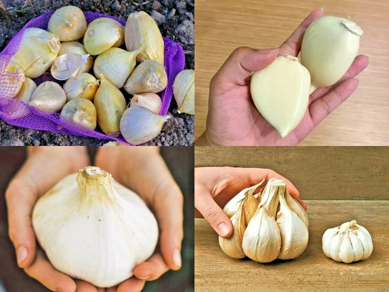 Elephant Garlic Cloves - Fresh Harvest USA Grown - Perennial Edible Bulb - Image 1