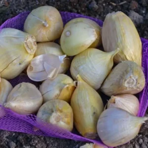 Elephant Garlic Cloves - Fresh Harvest USA Grown - Perennial Edible Bulb - Image 4