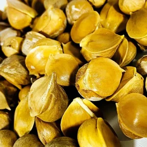 Elephant Garlic Corms - Fresh Harvest & Healthy USA Grown for Planting - Image 3