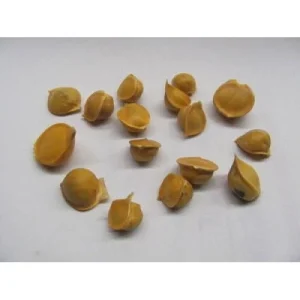 Elephant Garlic Corms - Fresh Harvest & Healthy USA Grown for Planting - Image 9