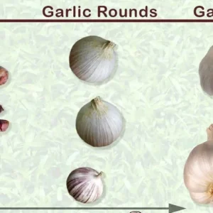 Elephant Garlic Seeds - Fresh Harvest USA Grown - 10 to 500 Seeds - Easy Grow - Image 2