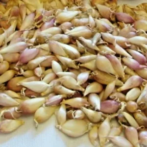 Elephant Garlic Seeds - Fresh Harvest USA Grown - 10 to 500 Seeds - Easy Grow - Image 3