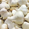 Elephant Garlic Seeds - Organic, Large Jumbo Size, USA Grown for Planting - Image 1