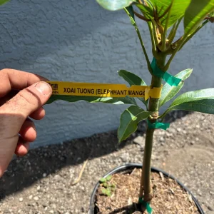 Elephant Mango Tree Live Plant - Vietnamese Xoài Tượng - 3 Gallon Pot - Image 2