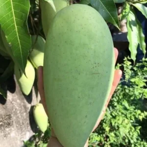 Elephant Mango Tree Live Plant - Vietnamese Xoài Tượng - 3 Gallon Pot - Image 3