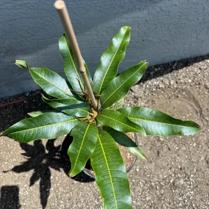 Elephant Mango Tree Live Plant - Vietnamese Xoài Tượng - 3 Gallon Pot - Image 4