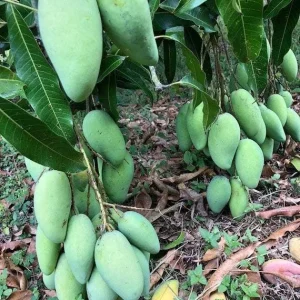 Elephant Mango Tree Live Plant - Vietnamese Xoài Tượng - 3 Gallon Pot - Image 5