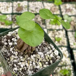 Elephant's Foot Live Plant - Rare Dioscorea Elephantipes in 4