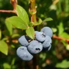 Elliott Highbush Blueberry Live Plant – Late Season Fruiting Bush – USDA Zones 4-7 - Image 1