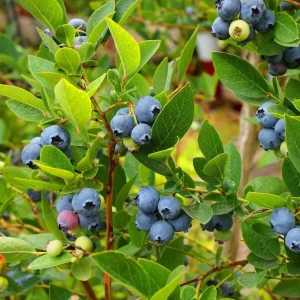 Elliott Highbush Blueberry Live Plant – Late Season Fruiting Bush – USDA Zones 4-7 - Image 2