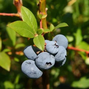Elliott Highbush Blueberry Live Plant – Late Season Fruiting Bush – USDA Zones 4-7 - Image 1