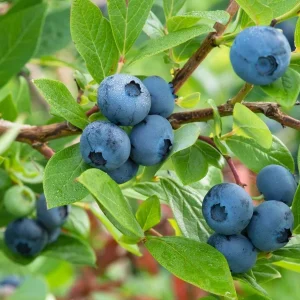Elliott Highbush Blueberry Live Plant – Late Season Fruiting Bush – USDA Zones 4-7 - Image 4