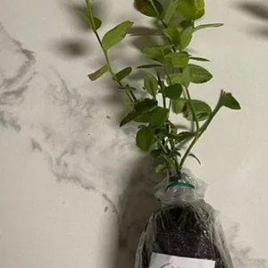 Elliott Highbush Blueberry Live Plant – Late Season Fruiting Bush – USDA Zones 4-7 - Image 6