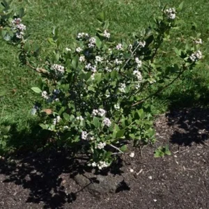 Elliott Highbush Blueberry Live Plant – Late Season Fruiting Bush – USDA Zones 4-7 - Image 7