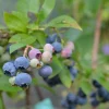 Elliott Northern Highbush Blueberry Live Plant - 1 Quart Bare Root - 10-12 inches - Outdoor Fruit Bush - Image 1