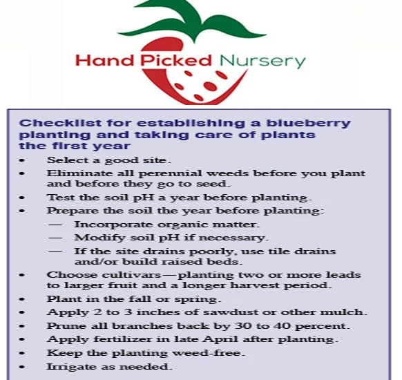 Elliott Northern Highbush Blueberry Live Plant – 1 Quart, 10-12 inches Tall Bare Root - Image 2