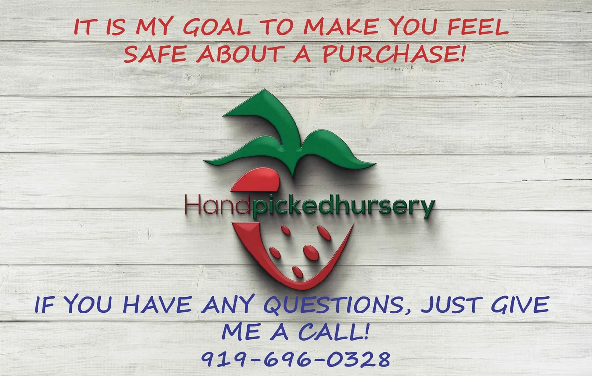 Elliott Northern Highbush Blueberry Live Plant – 1 Quart, 10-12 inches Tall Bare Root - Image 3