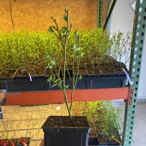 Elliott Northern Highbush Blueberry Live Plant – 1 Quart, 10-12 inches Tall Bare Root - Image 4
