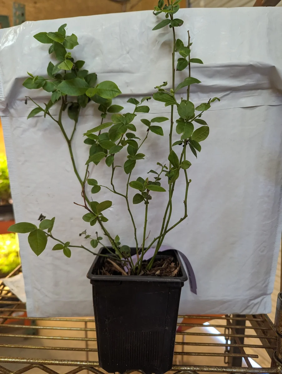 Elliott Northern Highbush Blueberry Live Plant – 1 Quart, 10-12 inches Tall Bare Root - Image 5