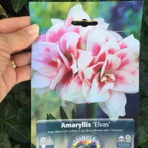 Elvas Amaryllis Bulb - White & Red Trumpet Blooms, 24/26cm Bulb, Indoor - Image 2