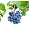 Emerald Blueberry Live Plant - 1 Quart Size, 10-12" Bare Root - Image 1