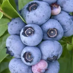 Emerald Blueberry Live Plant - Vaccinium corymbosum Starter Plug - Image 2