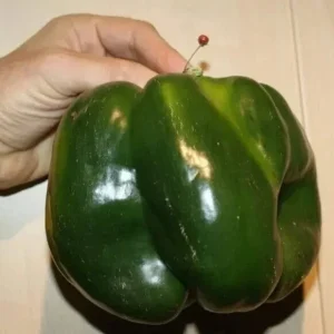 Emerald Giant Sweet Bell Pepper Seeds - 30+ Organic Heirloom Non-GMO Outdoor Vegetable Seeds - Image 2