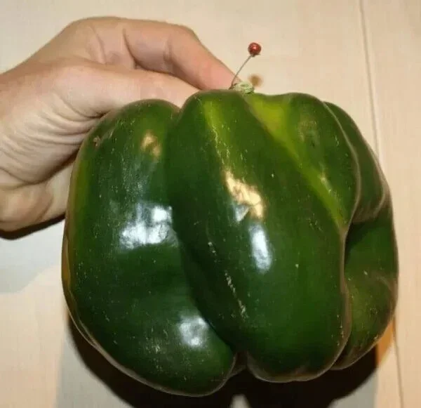 Emerald Giant Sweet Bell Pepper Seeds - 30+ Organic Heirloom Non-GMO Outdoor Vegetable Seeds - Image 2