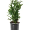 Emerald Green Arborvitae Live Plant – 1 to 2.5 ft Tall – Outdoor - Image 1