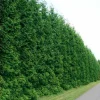 Emerald Green Arborvitae Live Plant - 2 Pack, 4" Tall, 3" Container - Image 1