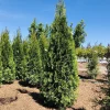Emerald Green Arborvitae Live Plant – 2.5 inch Pot – 6-12 inches Tall – Outdoor Privacy Tree - Image 1