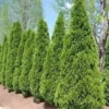 Emerald Green Arborvitae Live Plant - 2.5 inch Pot | Thuja occidentalis 'Emerald Green' Outdoor Tree - Image 1