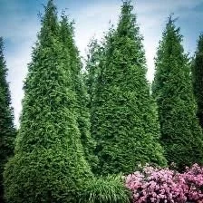 Emerald Green Arborvitae Live Plant - 2.5 inch Pot | Thuja occidentalis 'Emerald Green' Outdoor Tree - Image 2