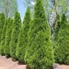 Emerald Green Arborvitae Live Plant – 3.5 inch Pot – 6-15 inches Tall – Outdoor Shrub - Image 1
